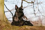 SCOTTISH TERRIER 091